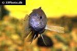 microctenopoma nanum microctenopoma nanum