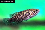 sandelia capensis sandelia capensis