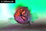 sandelia capensis sandelia capensis