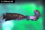 sandelia capensis sandelia capensis