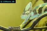 chamaeleo calyptratus veiled chameleon chamaeleo calyptratus veiled chameleon