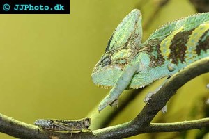 Chameleons