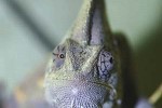 chamaeleo calyptratus veiled chameleon chamaeleo calyptratus veiled chameleon