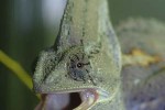 chamaeleo calyptratus veiled chameleon chamaeleo calyptratus veiled chameleon