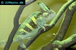 chamaeleo calyptratus veiled chameleon chamaeleo calyptratus veiled chameleon