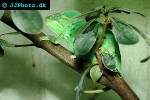 chamaeleo calyptratus veiled chameleon chamaeleo calyptratus veiled chameleon
