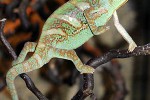 chamaeleo calyptratus veiled chameleon chamaeleo calyptratus veiled chameleon