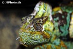 chamaeleo calyptratus veiled chameleon chamaeleo calyptratus veiled chameleon