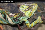 chamaeleo calyptratus veiled chameleon chamaeleo calyptratus veiled chameleon
