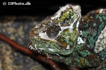 chamaeleo calyptratus veiled chameleon chamaeleo calyptratus veiled chameleon