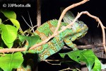 chamaeleo calyptratus veiled chameleon chamaeleo calyptratus veiled chameleon