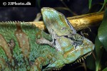 chamaeleo calyptratus veiled chameleon chamaeleo calyptratus veiled chameleon