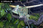chamaeleo calyptratus veiled chameleon chamaeleo calyptratus veiled chameleon
