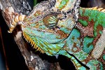 chamaeleo calyptratus veiled chameleon chamaeleo calyptratus veiled chameleon