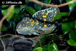 chamaeleo calyptratus veiled chameleon chamaeleo calyptratus veiled chameleon
