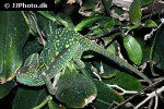 chamaeleo calyptratus veiled chameleon chamaeleo calyptratus veiled chameleon