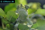 chamaeleo melleri giant one horned chameleon chamaeleo melleri giant one horned chameleon