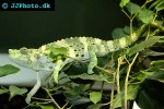 chamaeleo melleri giant one horned chameleon chamaeleo melleri giant one horned chameleon