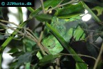 chamaeleo melleri giant one horned chameleon chamaeleo melleri giant one horned chameleon