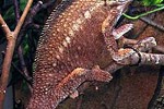 furcifer oustaleti giant madagascar chameleon furcifer oustaleti giant madagascar chameleon