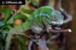 furcifer pardalis panther chameleon furcifer pardalis panther chameleon