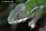 furcifer pardalis panther chameleon furcifer pardalis panther chameleon