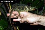 trioceros jacksonii jacksonii jackson s chameleon trioceros jacksonii jacksonii jackson s chameleon