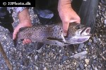 brachymystax savinovi brachymystax savinovi