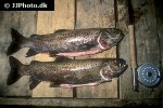 brachymystax savinovi brachymystax savinovi
