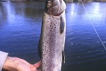 brachymystax savinovi brachymystax savinovi