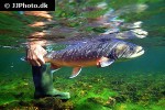 salvelinus alpinus alpinus salvelinus alpinus alpinus