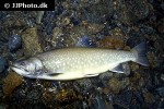 salvelinus alpinus alpinus salvelinus alpinus alpinus