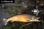 salvelinus alpinus alpinus salvelinus alpinus alpinus