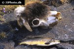 salvelinus alpinus alpinus salvelinus alpinus alpinus