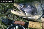 salvelinus alpinus alpinus salvelinus alpinus alpinus