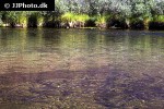 salvelinus alpinus alpinus salvelinus alpinus alpinus