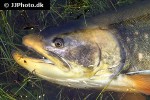 salvelinus alpinus alpinus salvelinus alpinus alpinus