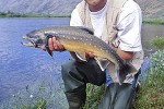 salvelinus alpinus alpinus salvelinus alpinus alpinus