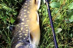 salvelinus alpinus alpinus salvelinus alpinus alpinus