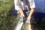salvelinus alpinus alpinus salvelinus alpinus alpinus