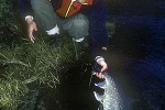 salvelinus alpinus alpinus salvelinus alpinus alpinus