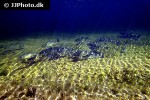 salvelinus alpinus alpinus salvelinus alpinus alpinus