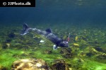 salvelinus alpinus alpinus salvelinus alpinus alpinus