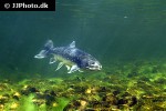 salvelinus alpinus alpinus salvelinus alpinus alpinus