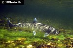 salvelinus alpinus alpinus salvelinus alpinus alpinus