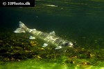salvelinus alpinus alpinus salvelinus alpinus alpinus