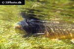 salvelinus alpinus alpinus salvelinus alpinus alpinus