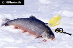 salvelinus alpinus lacustris salvelinus alpinus lacustris