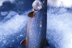 salvelinus alpinus lacustris salvelinus alpinus lacustris