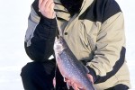 salvelinus alpinus lacustris salvelinus alpinus lacustris